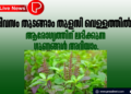 ദിവസം തുടങ്ങാം തുളസി വെള്ളത്തിൽ; ആരോഗ്യത്തിന് ലഭിക്കുന്ന ഗുണങ്ങൾ അറിയാം.